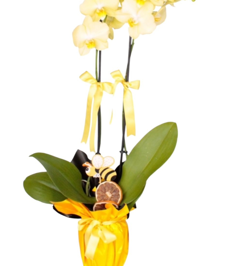 kadınlar gunu ozel sarı orkıde